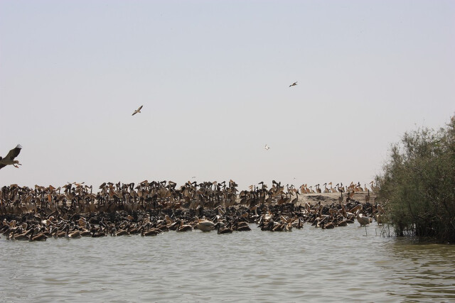 Senegal - ptaki na rzece