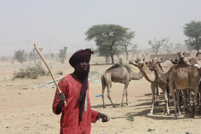 Senegal - pasterz wielbłądów