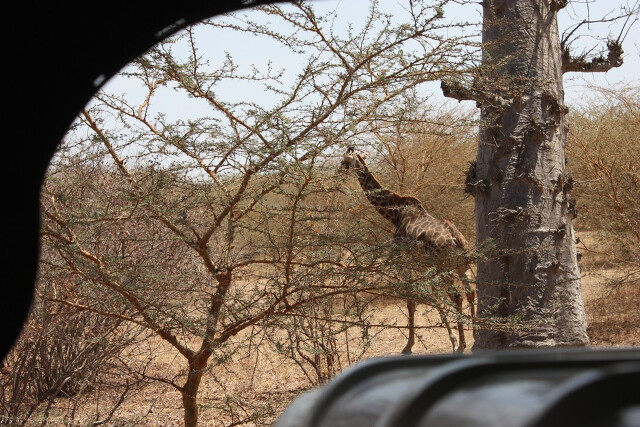 Senegal - safari z samochodu