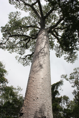 Baobab